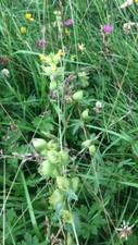 Yellow Rattle Seeds, 2025.            Wildflower.