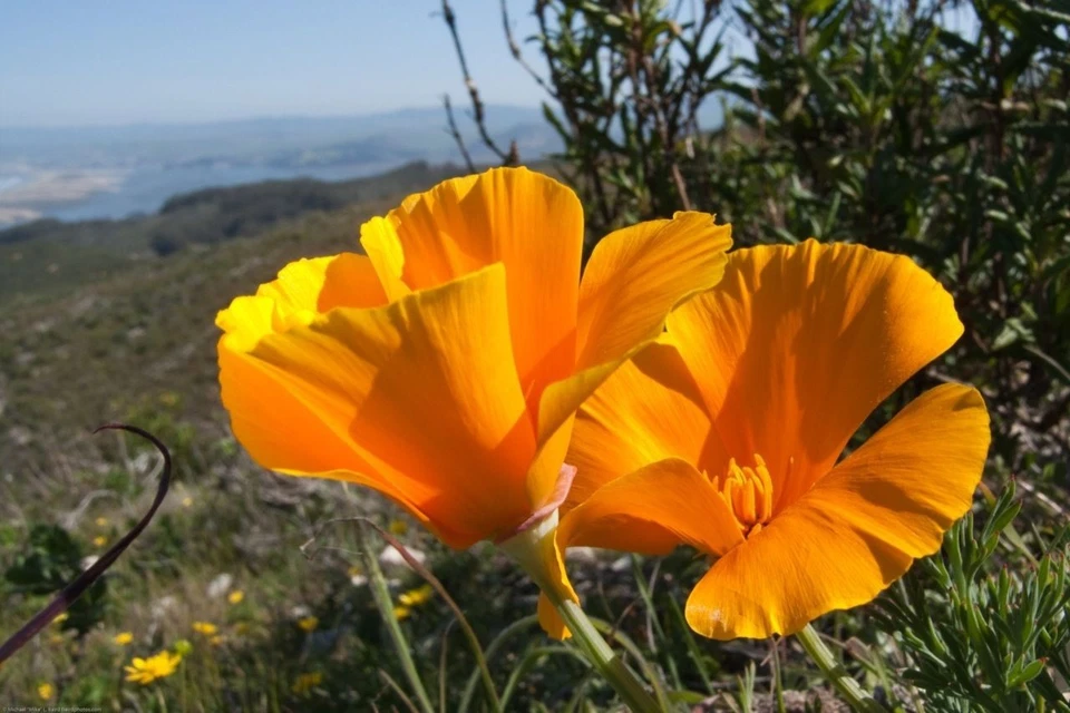 Bulk California Poppy Seeds Eschscholzia californica Stunning Orange Wildflower - Image 3 of 4