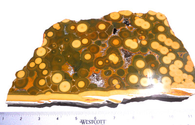 Ocean Jasper Large Polished 10 x 6 inch fracture free Slab.