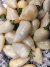 White Coyote Zan Pepper Seeds  🇺🇸 USA Grown 🇺🇸