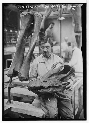 Museum worker holding head of Carnegie Diplodocus,Paris,Frace,dinosaur - Picture 1 of 1