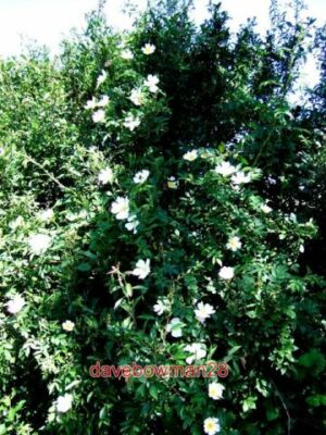 FOTO HUND ROSEN HUNDERROSEN IN DER HECKE ENTLANG DER A329 RYCOTE LANE BEI T