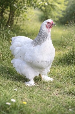 12+ RARE Blue Light & Light Brahma Hatching Eggs NPIP/AI   QUALITY STOCK