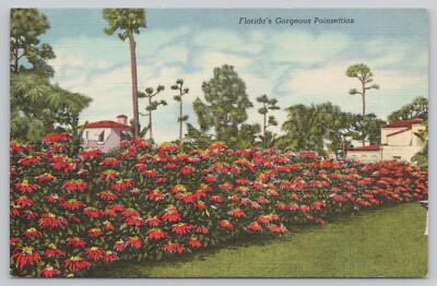 Vtg/Atq Postcard Florida's Gorgeous Poinsettias L258