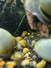 BLUE MYSTERY SNAILS 10PK