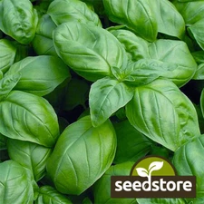 Sweet Basil Seeds | Heirloom / Non-GMO | Free Shipping | Seed Store | 1130