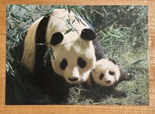 1970's Chinese Giant Panda Postcard