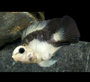 Panda Parrot Cichlid - Live Freshwater Fish | eBay