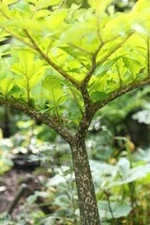 TEN (10) AMORPHOPHALLUS KONJAC "GORDON'S GOLD" BULBILS TUBER VOODOO LILY BULB