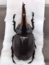 Dynastinae for collectors| rare beetles | Collector's Secret