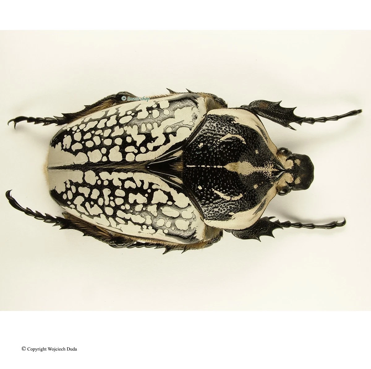 Goliathus Beetle for sale | eBay