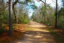 Digital image pictures wallpaper path in woods with trees photo by Paige