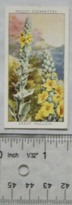 Wills Wild Flowers 2. Serie Nr. 1937 34 tolle Königskerze