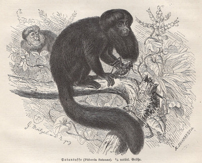 1883 Brehms Thierleben Wood Engraving Black Bearded Saki Monkey Original Print