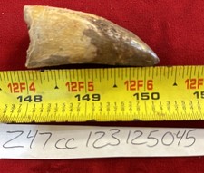 Rare Carcharodontosaurus Dinosaur Tooth T Rex Cousin 95 Mil Yrs Fossil 2 1/4”