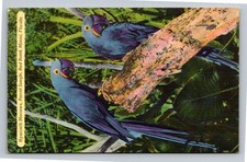 Vintage Hyacinth Macaws Postcard Parrot Jungle Miami Florida