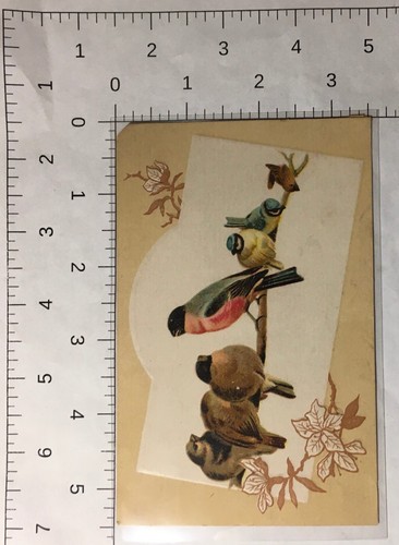 1880's Lion Coffee Woolson Spice Co Lovely Songbirds Victorian Trade Card - Picture 4 of 4