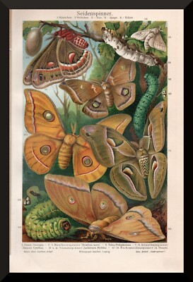 Silk Spinner + Antique Print/Chromolitho from 1905+ Silk, China, Textiles