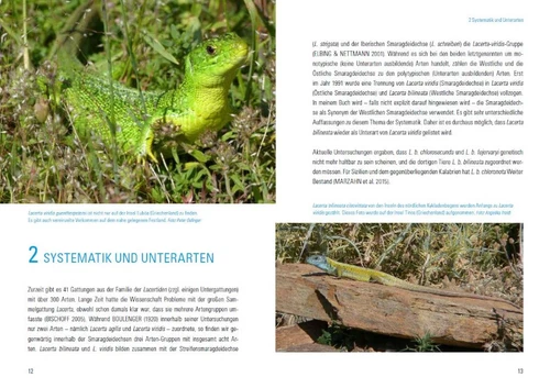 Martin Dieckmann Smaragdeidechsen Lacerta bilineata und Lacerta viridis - Bild 4 von 9