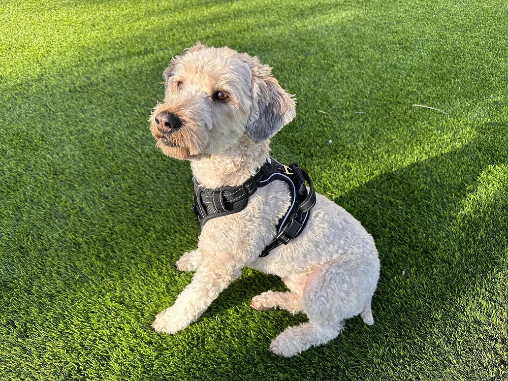 Dog Harness | No-Pull, Reflective, 4-Way Adjustable w/Poop Bag Holder | Ultim...