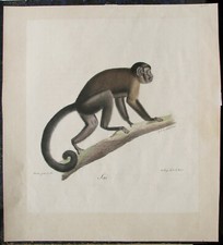 TOTENKOPFAFFE Totenkopfäffchen Affen. Große handkolorierte orig. Litho ca. 1850 