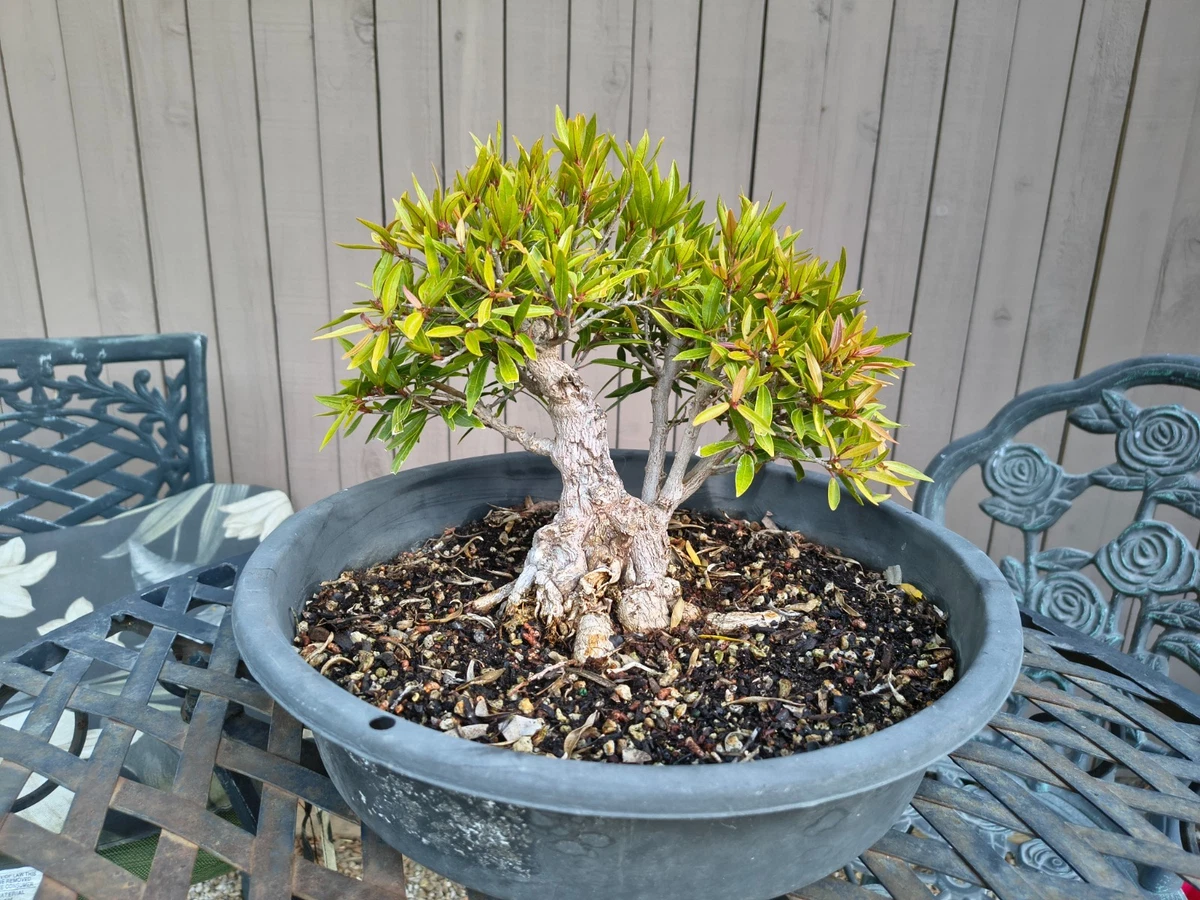 sicheltanne bonsai Seedeo® Japanische Sicheltanne (Cryptomeria japonica) Bonsai 100 Samen main image 1