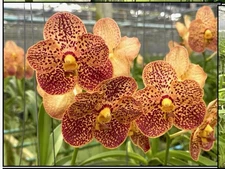 V. Kulwadee fraggrance Yellow BS ORCHID
