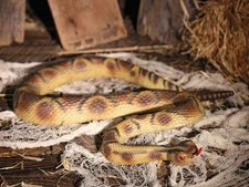 Fake Snake Halloween Prop 47" Plastic Colorful Rubber Toy Party Decor Graveyard