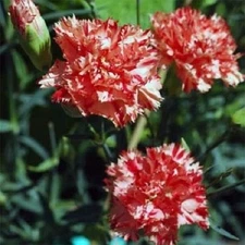 30+ Carnation Red and White Avranchnin Evergreen / Perennial Flower Seeds