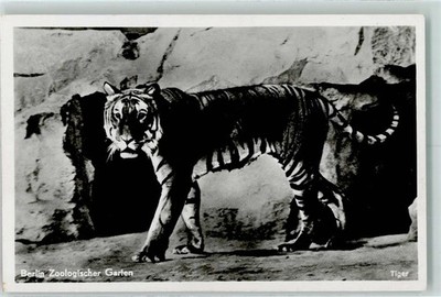 10268605 - Tiger Zoo