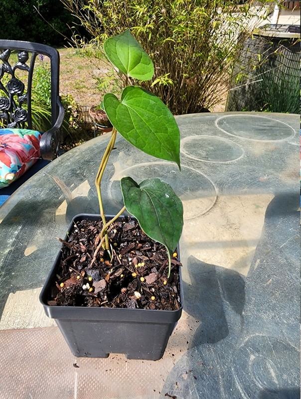 Black Pepper - Piper nigrum - Live Plant