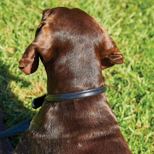 WeatherBeeta Rolled Leather Dog Collar Soft Supple & Strong With Brass Fittings - Picture 11 of 17