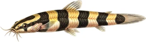 Kuhli Loach Fish Self Adhesive Vinyl Sticker