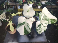 Monstera White Tiger Variegated 5 Leaves Rare Plant Real Picture