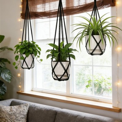 chinese money plant near me Pilea peperomioides --Chinese Money Plant--