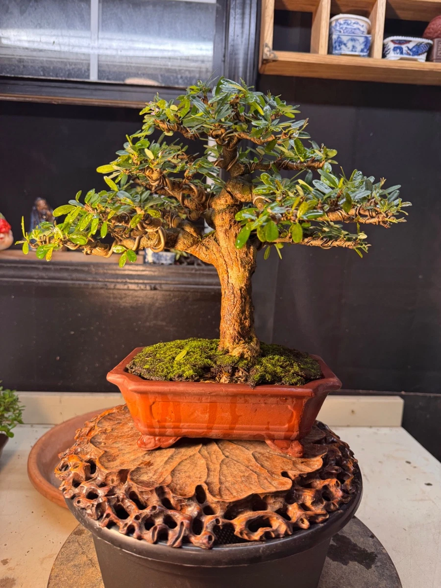 Shohin Bonsai for sale | eBay