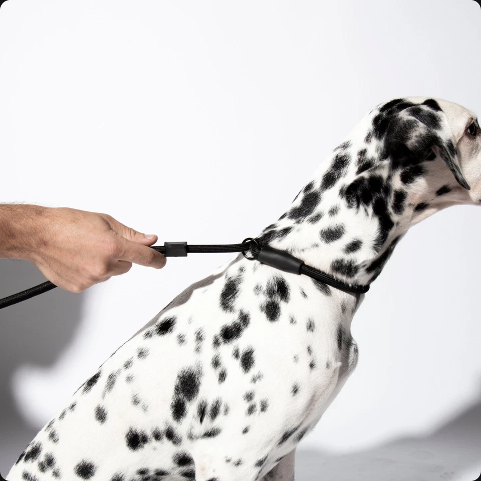 Zee.Dog | Correa para perro de entrenamiento negra sin cordones Gotham | Cuerda deslizante para perro | 2 en 1 Foto 3 de 4