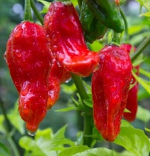GHOST PEPPER SEEDS 20+ BHUT JOLOKIA very HOT & SPICY salsa SAUCE FREE SHIPPING