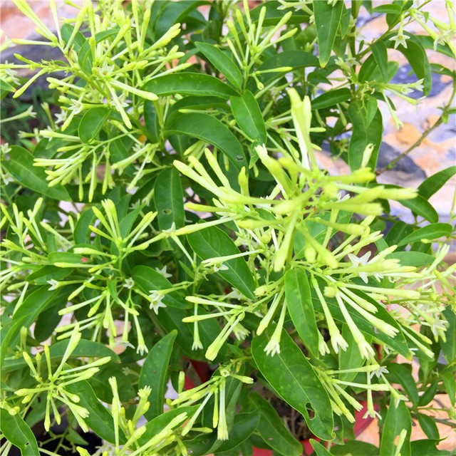 Night Blooming Jasmine Live Plant Flowering Cestrum