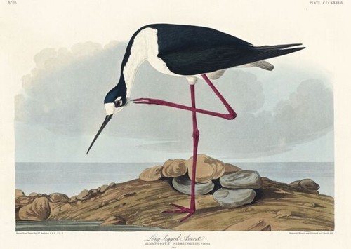 Long Legged Avocet John James Audubon Vintage Bird Poster Wall Art Print - Bild 4 von 6