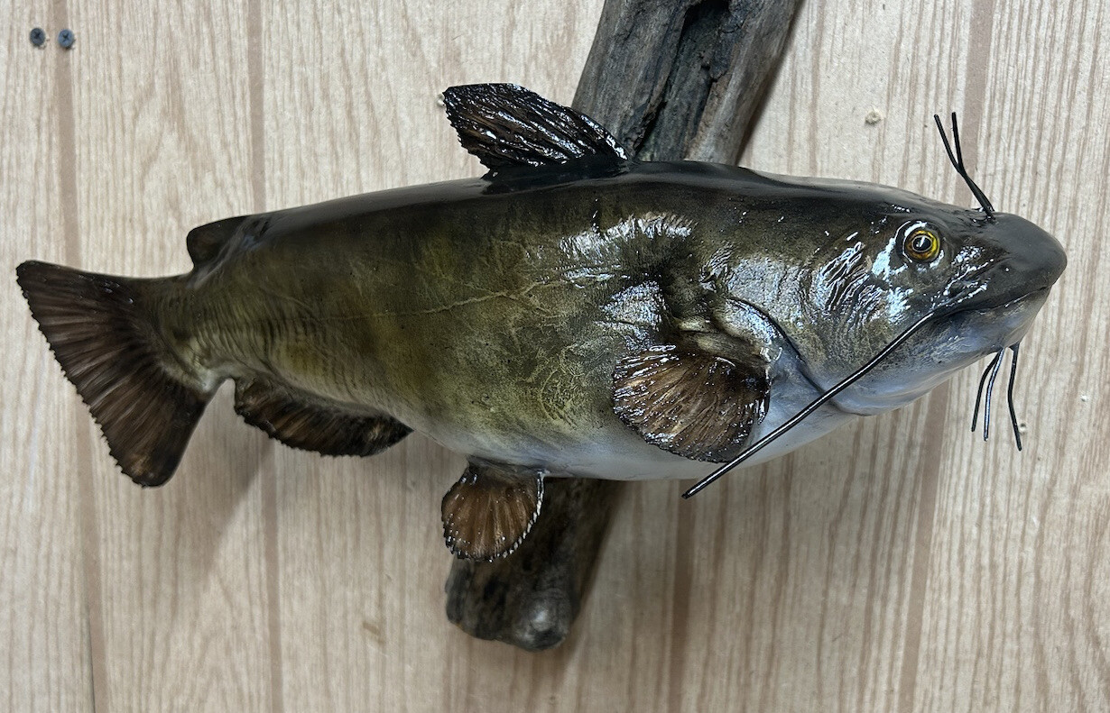 Taxidermy Fish Catfish Reproduction Mount/fishing/taxidermy/cabin/fish