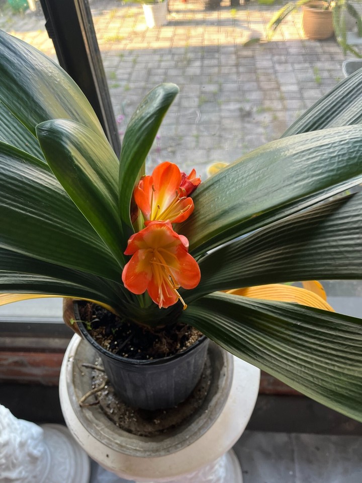 1 Big Clivia Miniata Bush Lily Orange Live Plant eBay