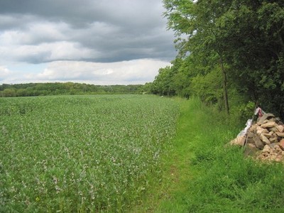 Foto A3 Waldrand und Feldbohnen Wallingwells Der Wald hat keine c2012