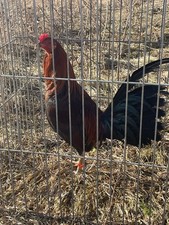 Poultry Chicken Hatching Eggs