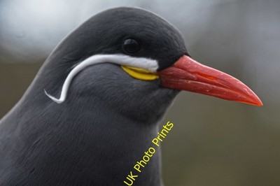 Photo A3 Torquay : Living Coasts - Inca Tern A bird at Living Coasts. c2016