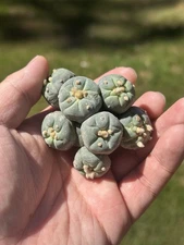 Ariocarpus Rare cactus succulents copiapoa live plant（multi head) seed grown