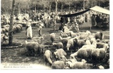 (S-56390) ALGERIA - MAISON CARREE CPA SHEEP L.L. ed.