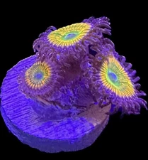 Live Coral Zoa Sunny D 2-3 Polyps