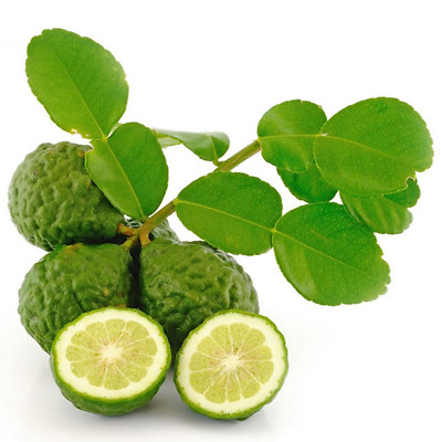 10 Thai Kaffir Lime Seeds,CITRUS HYSTRIX, grow lime leaves,เมล็ดมะกรูด, fragrant | eBay