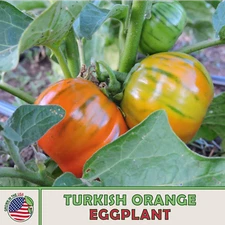 50 Turkish Orange Eggplant Seeds, Solanum aethiopicum, Non-GMO, Genuine USA